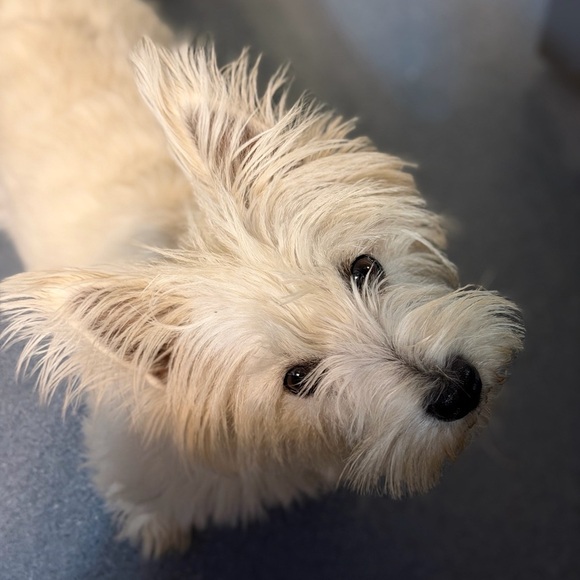 Cherry orchard NecklaceAdd and Pierced earrings - Picture 2 of 3